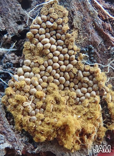 Trichia persimilis