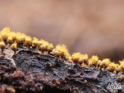 Trichia varia
