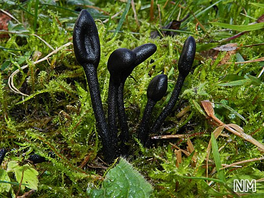 Trichoglossum hirsutum - Behaarte Erdzunge