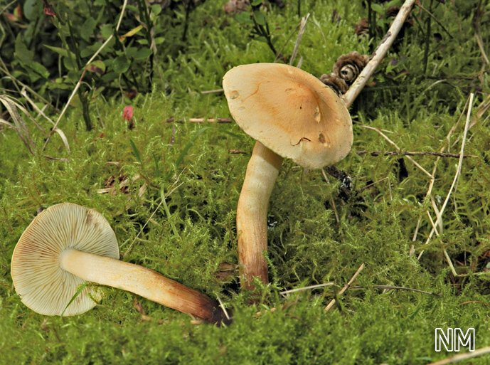Tricholoma psammopus