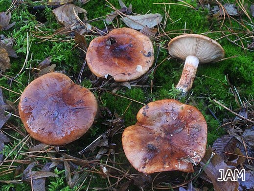 Tricholoma batschii