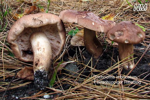 Tricholoma imbricatum - Feinschuppiger Ritterling