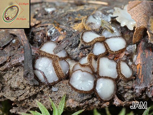 Trichophaea woolhopeia - Woolhop`scher Borstling