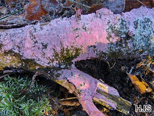Tulasnella violea - Lilafarbener Wachskrustenpilz 