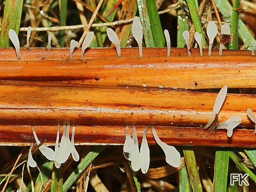 Typhula quisquiliaris - Adlerfarn-Sklerotienkeulchen