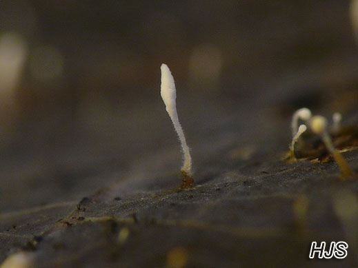 Typhula setipes