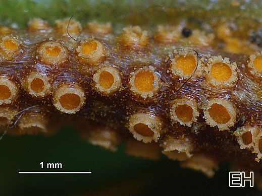 Uromyces rumici - Scharbockskraut-Ampferrost