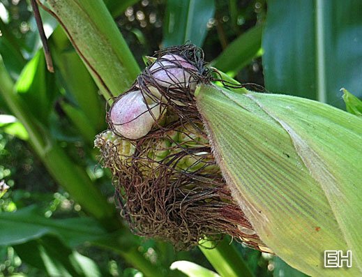 Ustilago maydis - Maisbeulenbrand