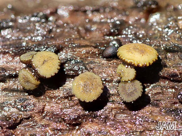 Gelbgrünes Fadenscheibchen (Vibrissea flavovirens)