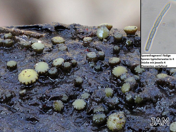 Gelbgrünes Fadenscheibchen (Vibrissea flavovirens)