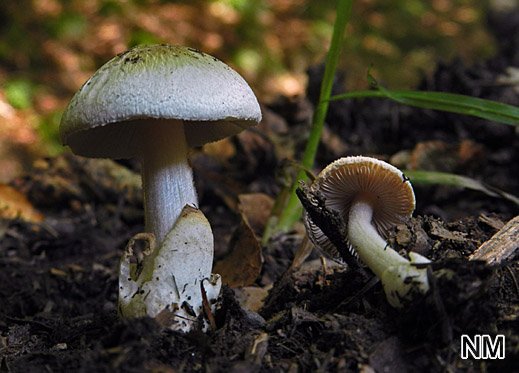 Volvariella hypopithys - Flaumstieliger Scheidling