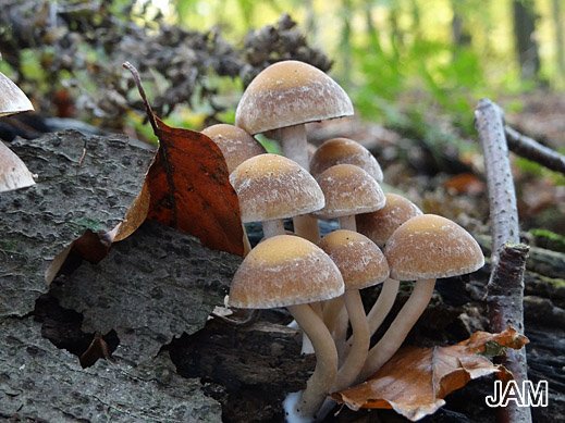Psathyrella piluliformis - Wässriger Mürbling