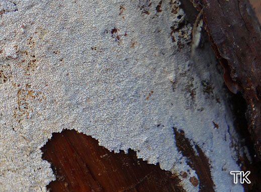 Xylodon nespori - Warziger Zähnchenrindenpilz Xylodon nespori - Warziger Zähnchenrindenpilz