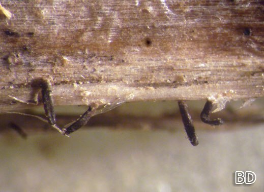 Acrospermum compressum Fadensporiges Flachkeulchen