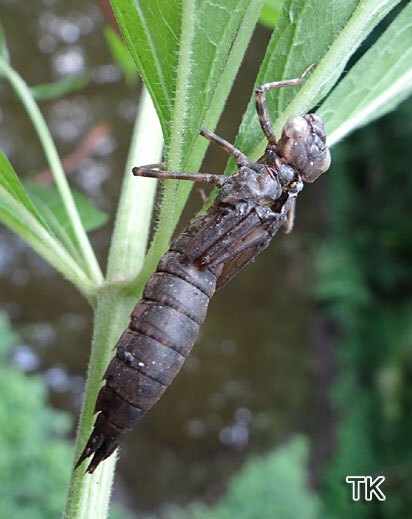 Aeshna cyanea - Blaugrüne Mosaikjungfer