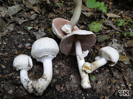 Agaricus xanthoderma - Karbolegerling