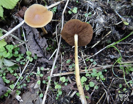 Agrocybe arvalis - Sklerotien-Ackerling