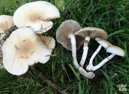Agrocybe cylindracea