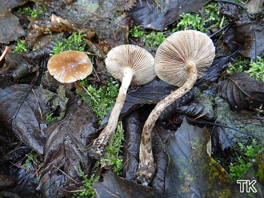 Agrocybe erebia - Leberbrauner Ackerling
