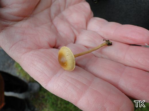 Agrocybe vervacti - Hohlstieliger Ackerling