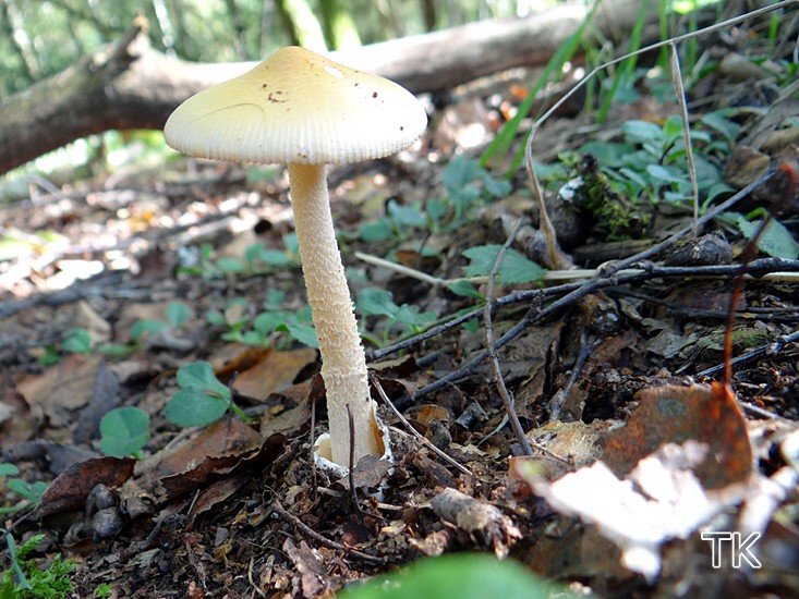 Orangegelber Scheidenstreifling (Amanita crocea)