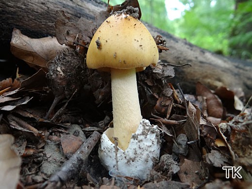 Amanita crocea - Orangegelber Scheidenstreifling