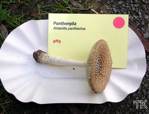 Pantherpilz