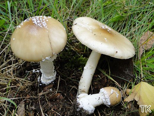 Amanita pantherina - Pantherpilz