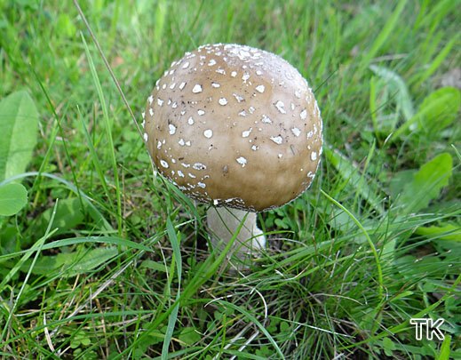 Amanita pantherina - Pantherpilz