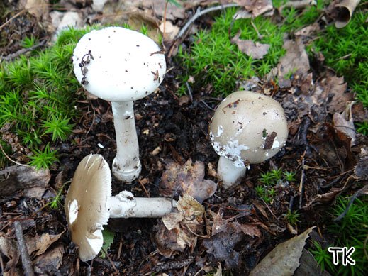 Amanita porphyria - Porphyrbrauner Wulstling
