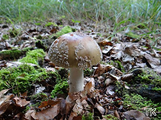 Amanita rubescens - Perlpilz