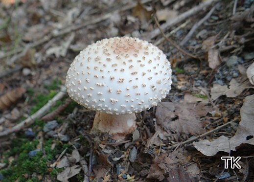 Amanita rubescens - Perlpilz