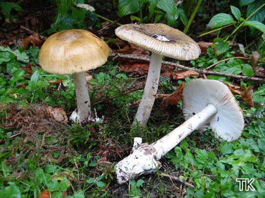Amanita submembranacea