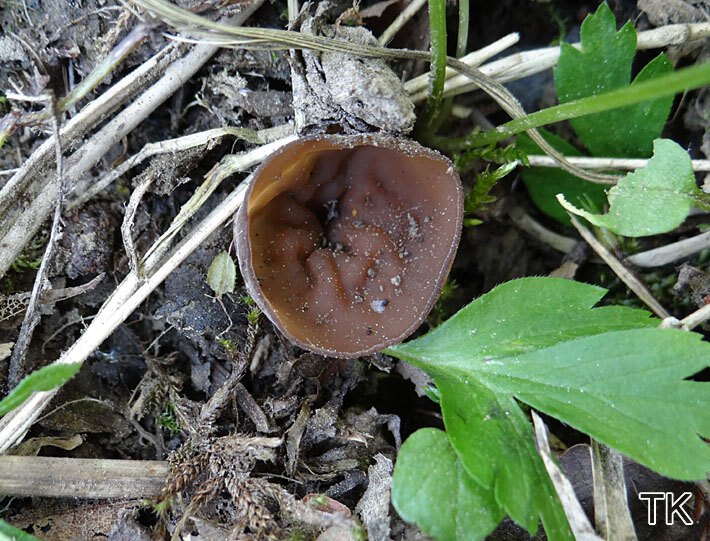 Anemonenbecherling (Dumontinia tuberosa)