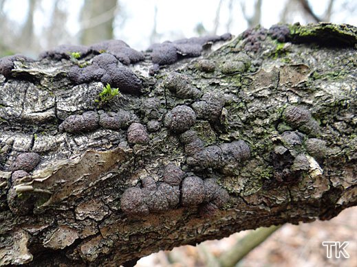 Annulohypoxylon minutellum - Eichen-Kohlenbeere