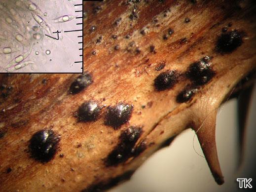 Anthostomella rubicola