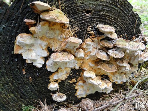 Antrodia serialis - Reihige Braunfäuletramete