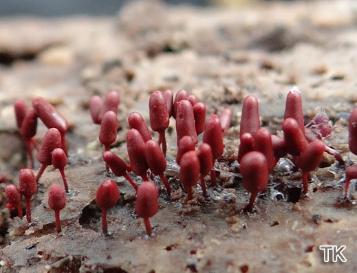 Arcyria denudata