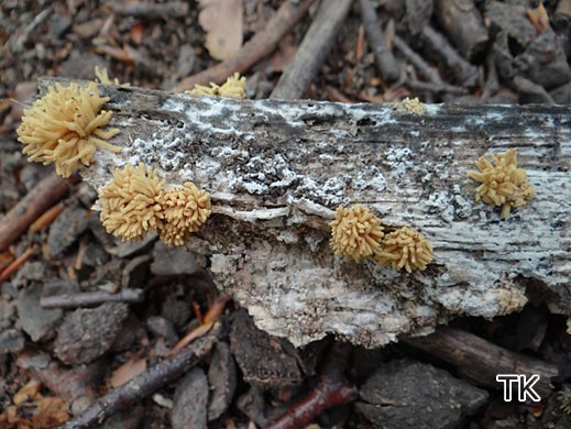Arcyria obvelata