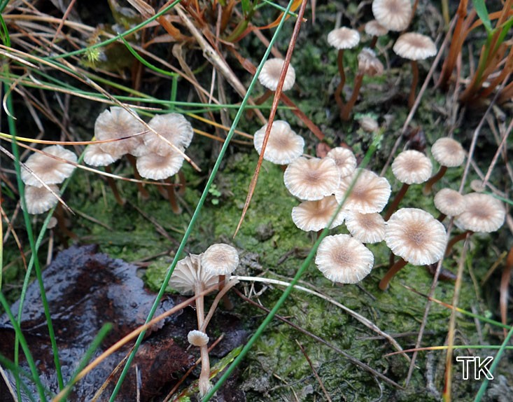 Grauer Flechtennabeling (Lichenomphalia velutina/pararustica agg.)