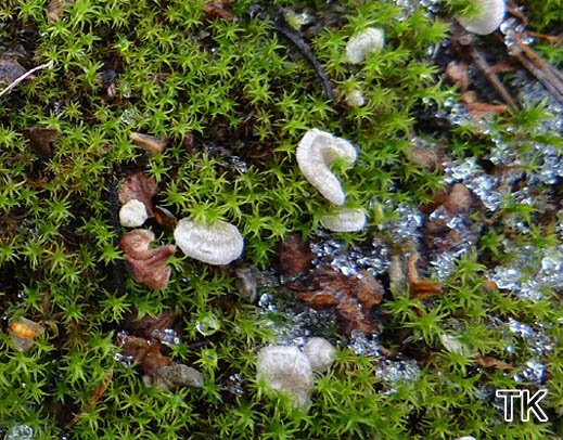 Arrhenia spathulata - Gezonter Adermoosling