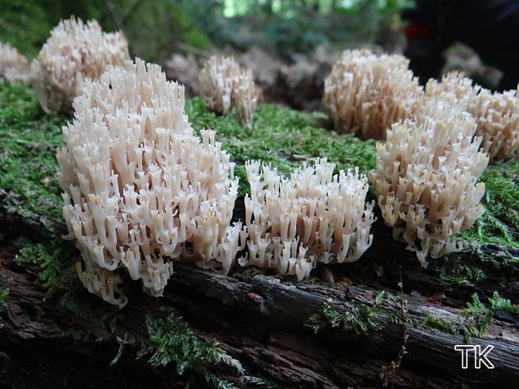 Artomyces pyxidatus - Becherkoralle