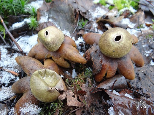 Astraeus hygrometricus - Wetterstern
