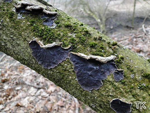 Auricularia mesenterica - Gezonter Ohrlappenpilz
