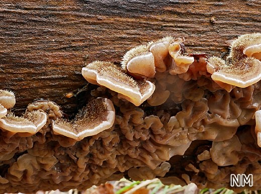Auricularia mesenterica - Gezonter Ohrlappenpilz