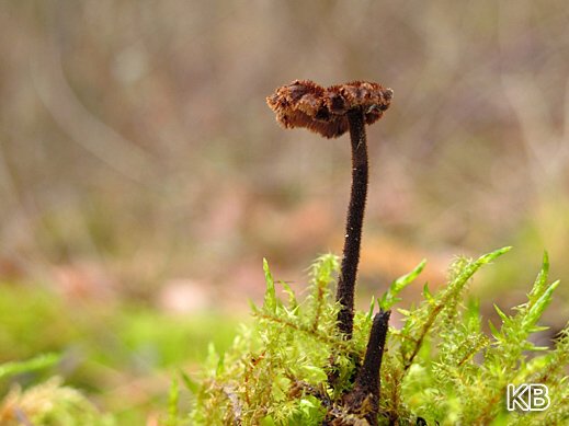 Auriscalpium vulgare - Ohrlöffelstacheling Auriscalpium vulgare - Ohrlöffelstacheling