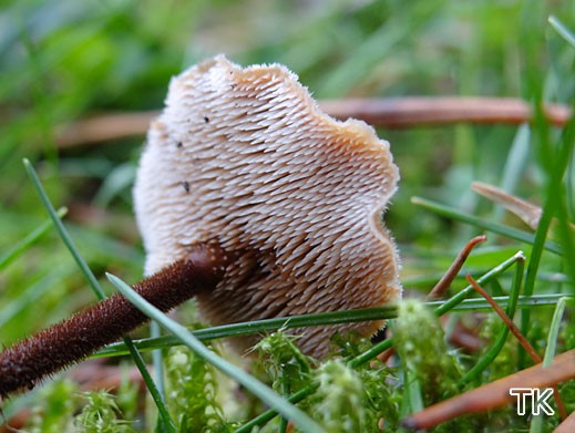 Auriscalpium vulgare - Ohrlöffelstacheling