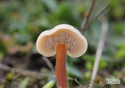 Auriscalpium vulgare - Ohrlöffelstacheling