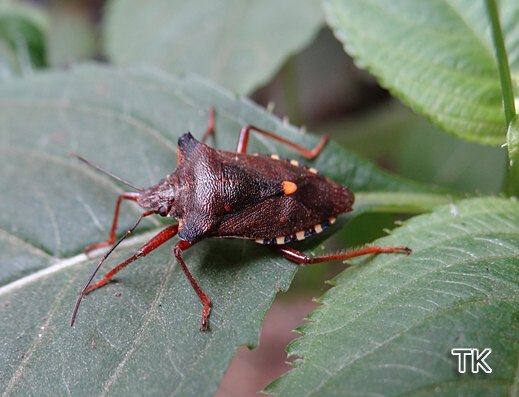 Rotbeinige Baumwanze (Pentatoma rufipes)