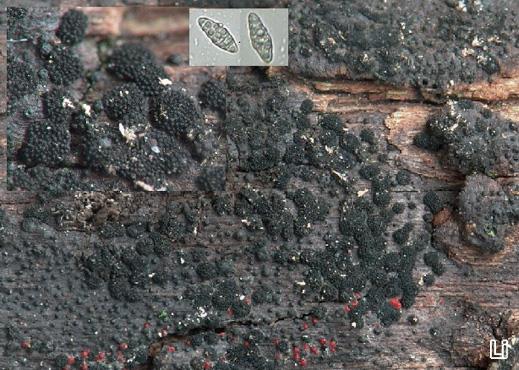 Berlesiella nigerrima